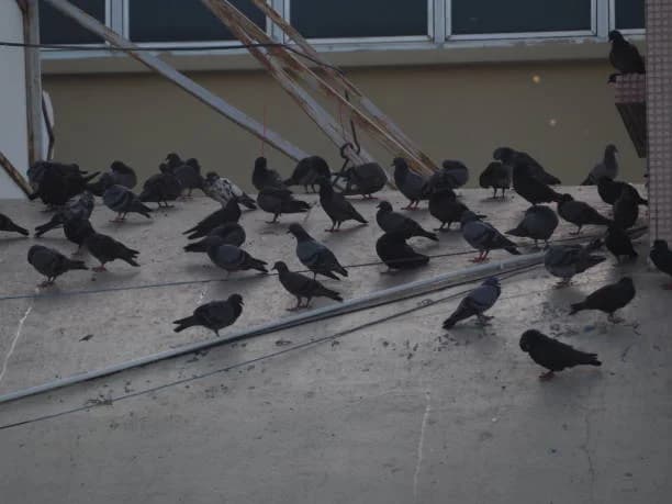 Pigeons & Birds